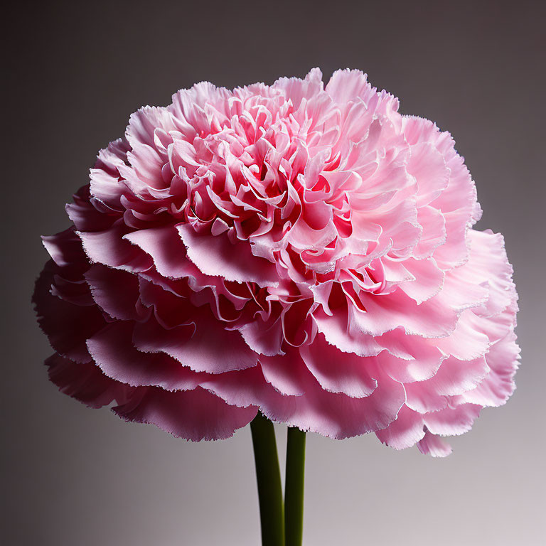 Vibrant pink peony with ruffled petals on gray background