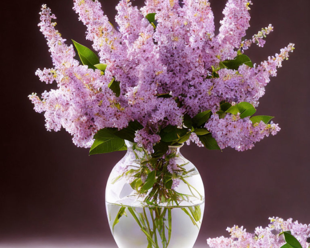 Delicate lilac flowers in glass vase on purple background