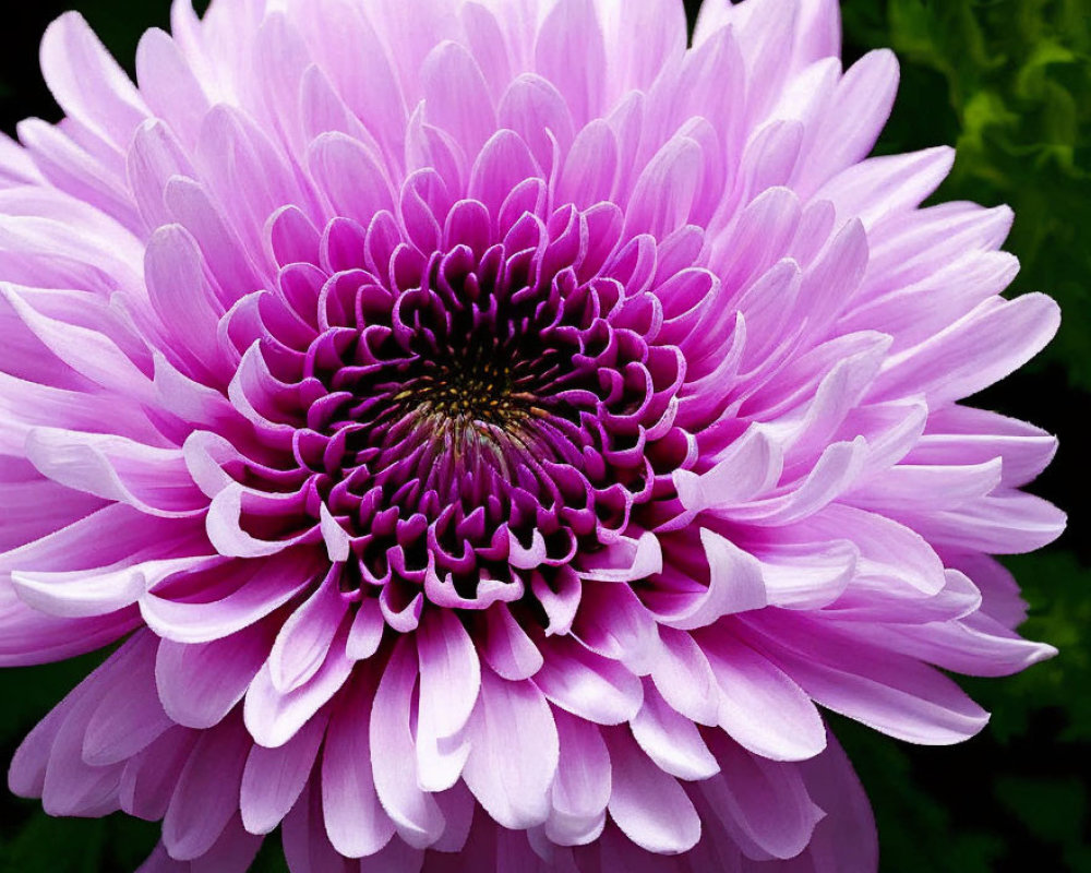 Detailed View of Vibrant Purple Chrysanthemum Petals