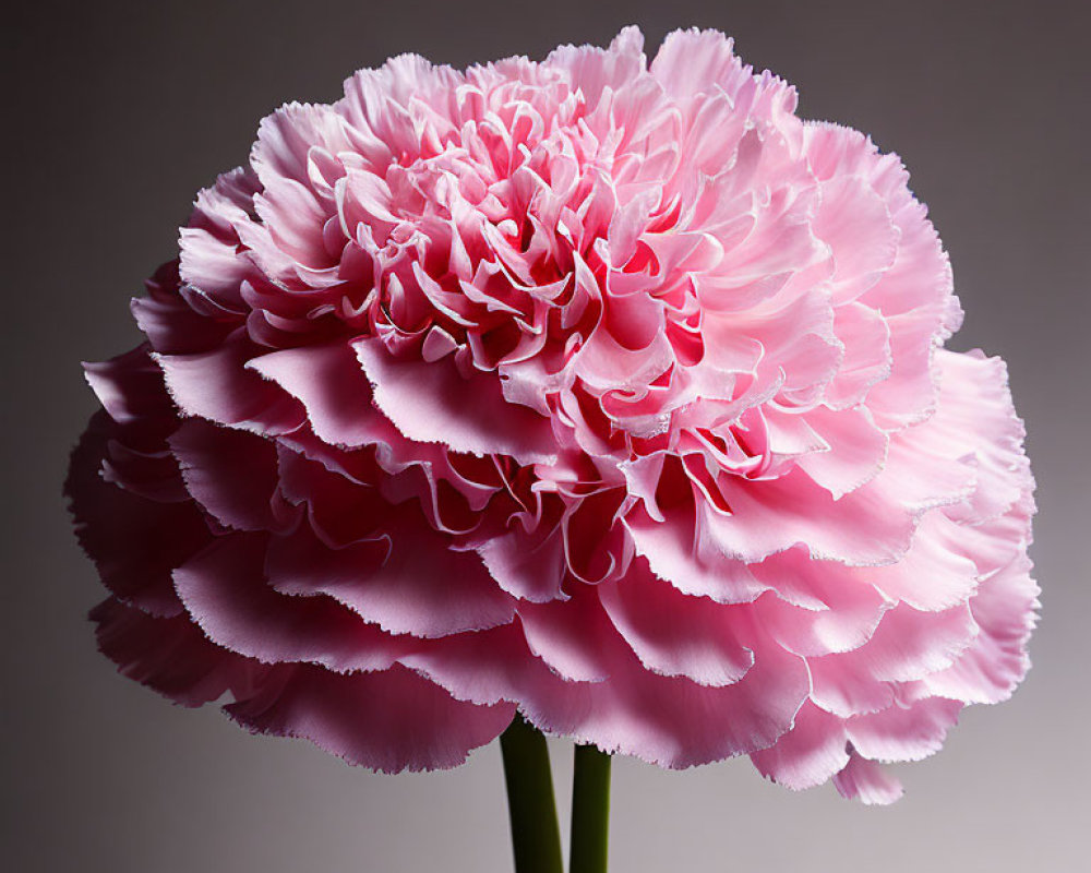 Vibrant pink peony with ruffled petals on gray background