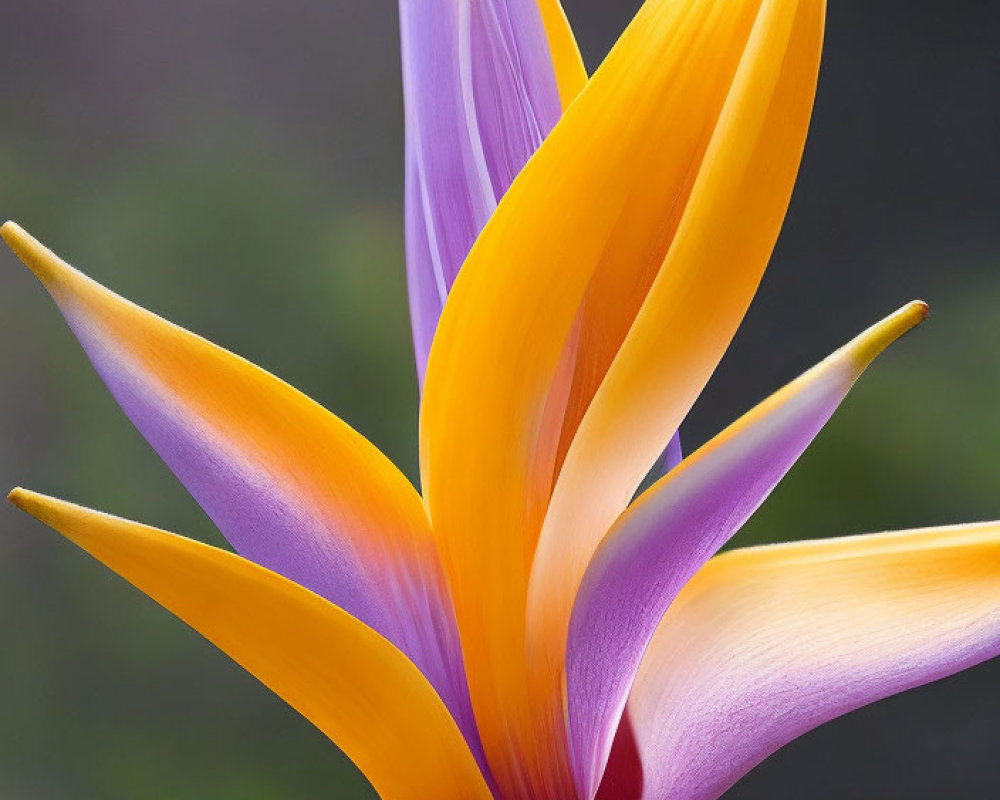 Colorful Bird of Paradise Flower with Purple, Yellow, and Orange Petals on Gray Background