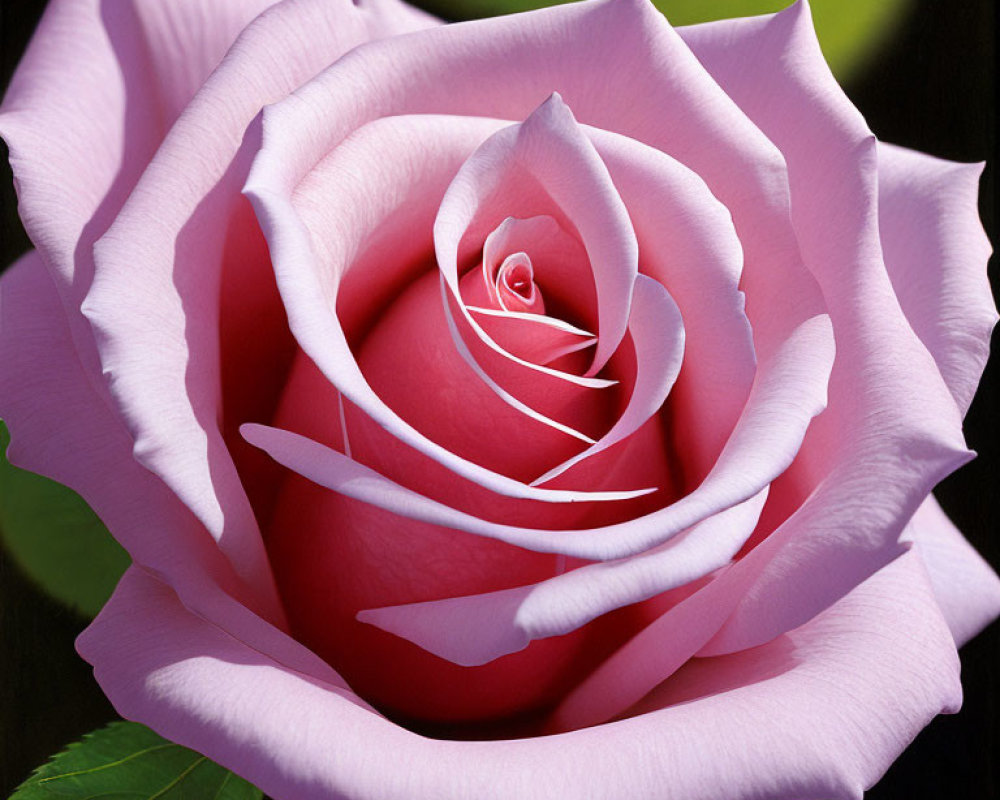 Vibrant pink rose with delicate unfurling petals on blurred green background