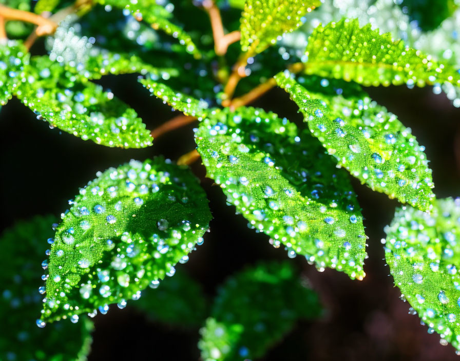 Sunlit Green Leaves with Water Droplets: Fresh and Vibrant Scene