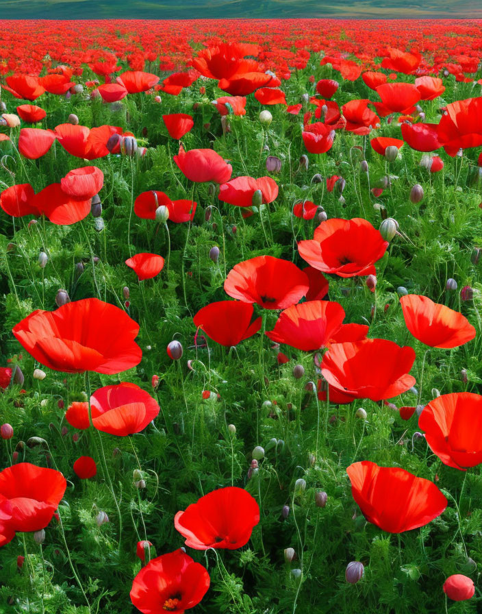 Lush Red Poppies in Sunny Field