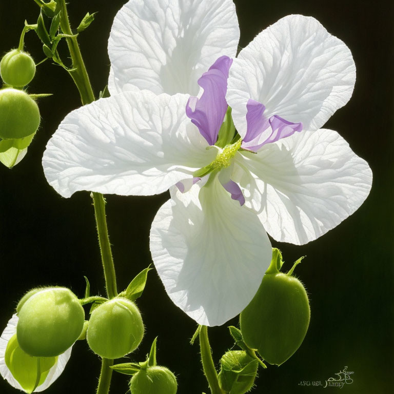 Close-up of delicate white flower with purple center on dark background surrounded by green buds