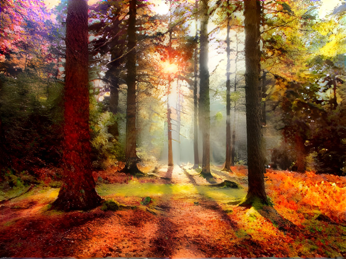 sunlight in forest