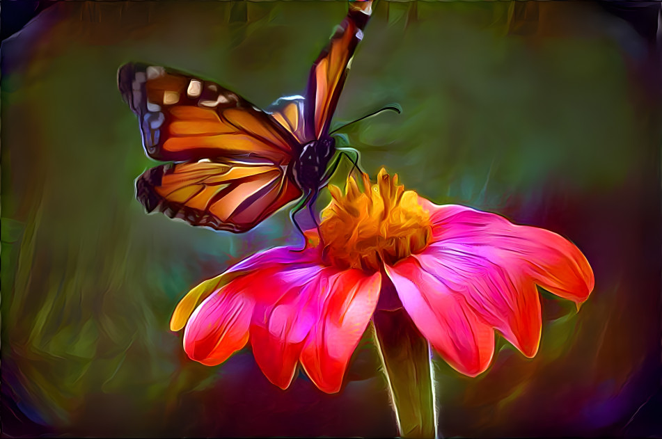 Butterfly on a Flower