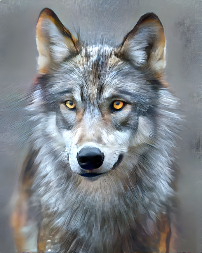 Grey Wolf