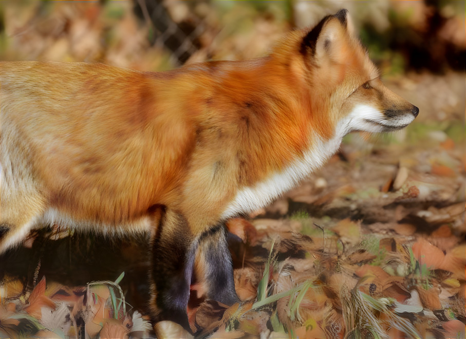 Red Fox in Autumn