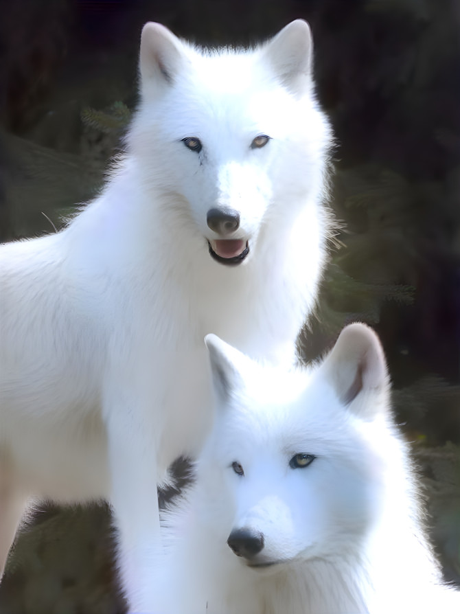 White Wolves