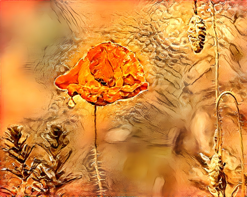 Orange Poppy