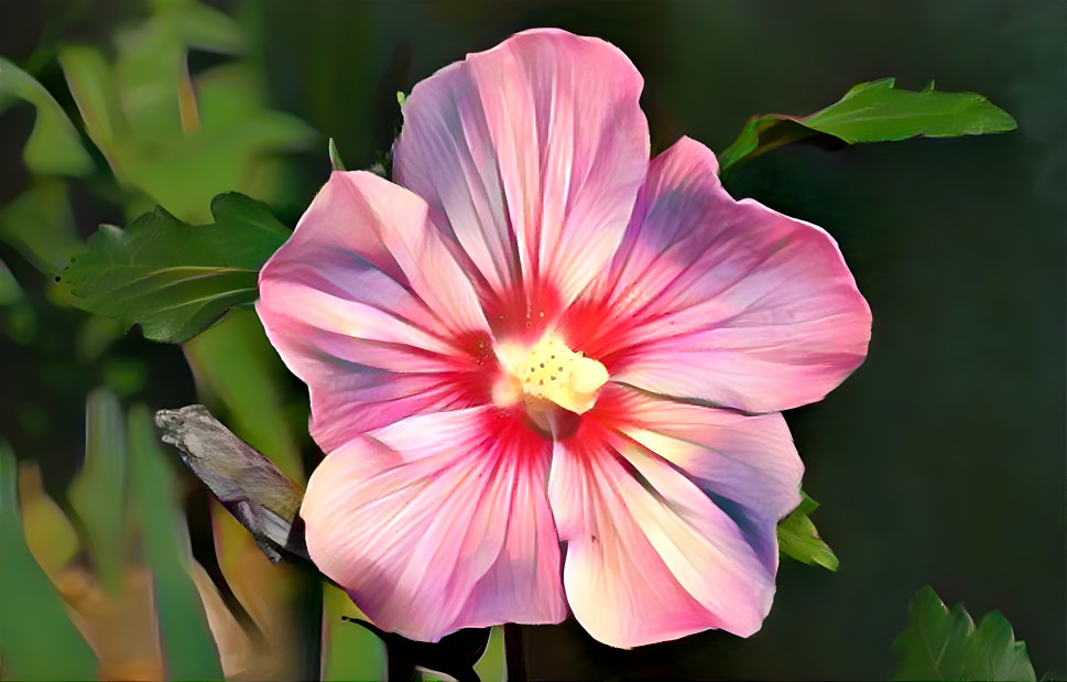 Pink Hibiscus