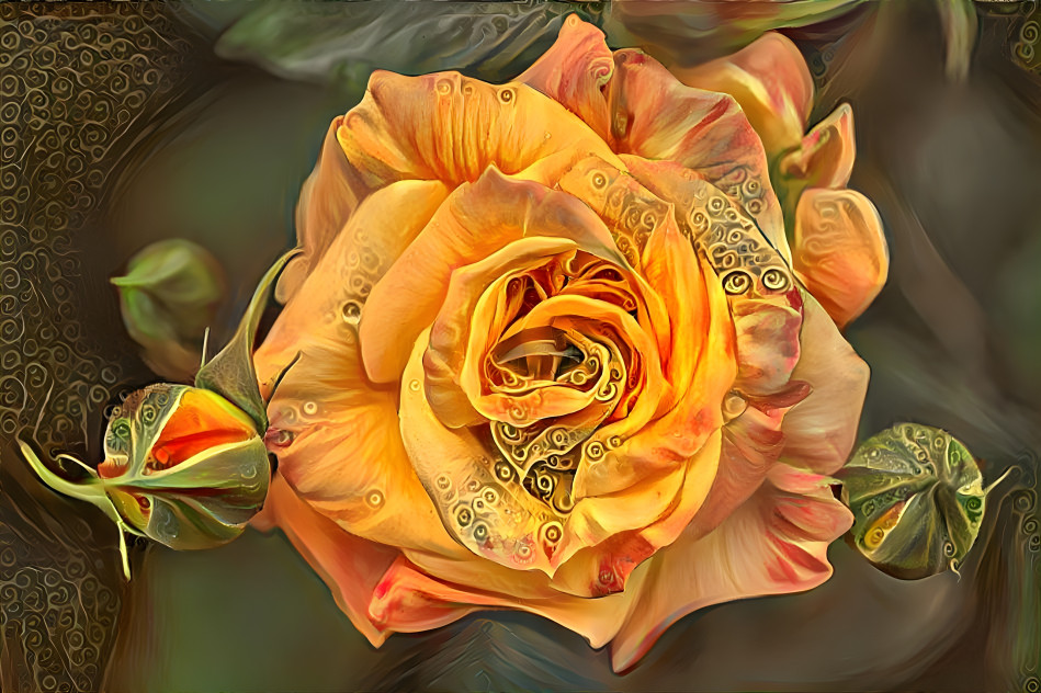 Orange Rose