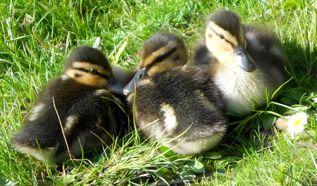 Ducklings