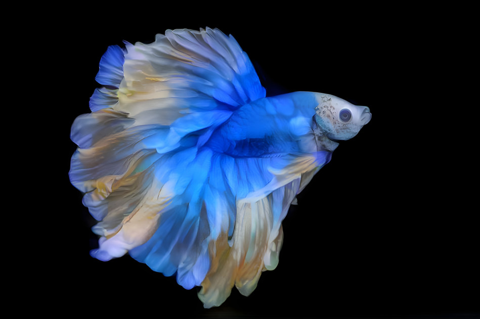 Siamese Fighting Fish