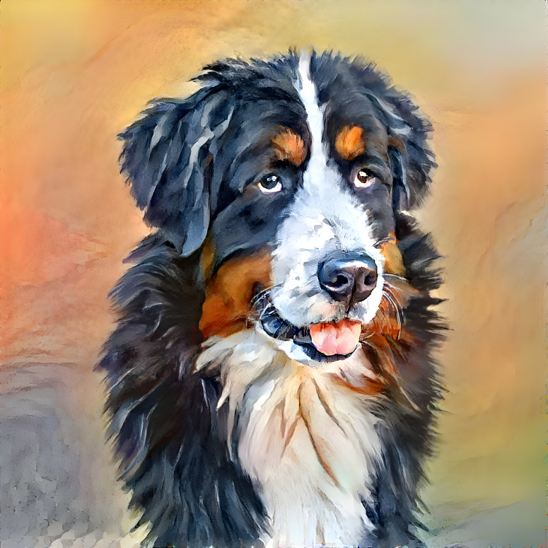 Bernese Mountain Dog