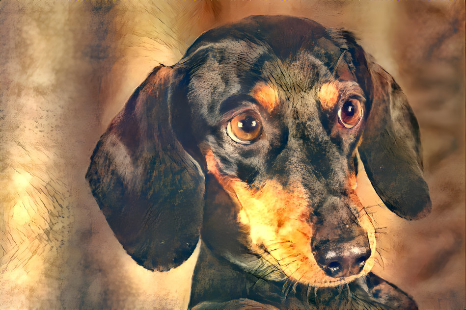 Dachshund