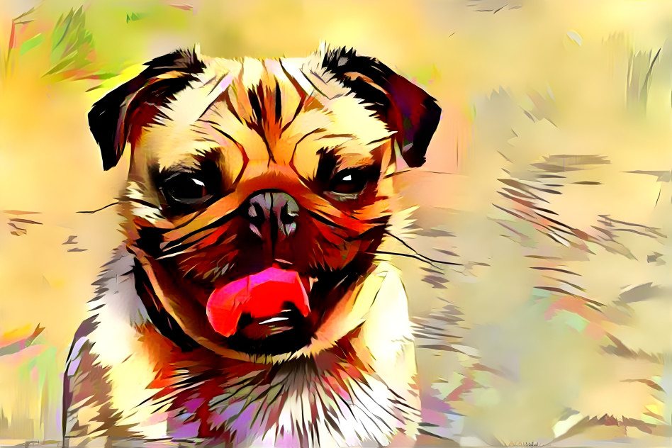 Pug