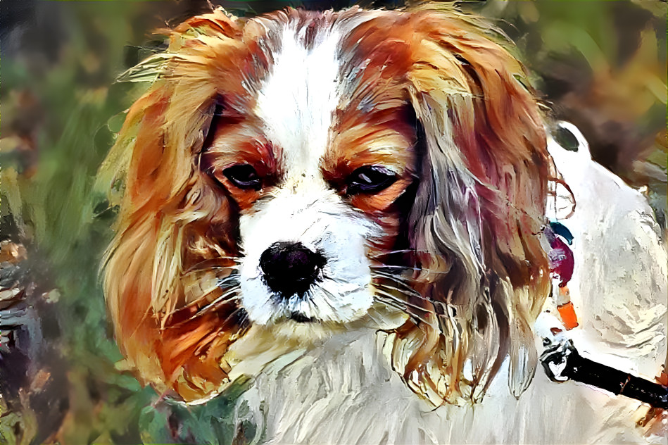 Cavalier King Charles Spaniel