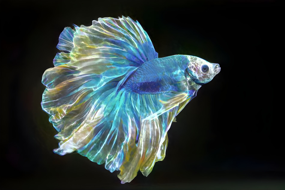 Siamese Fighting Fish