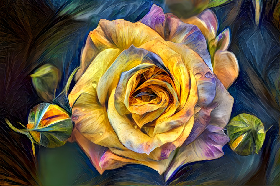 Yellow Rose