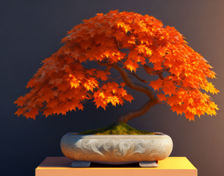  An Orange Fall Maple bonsai 