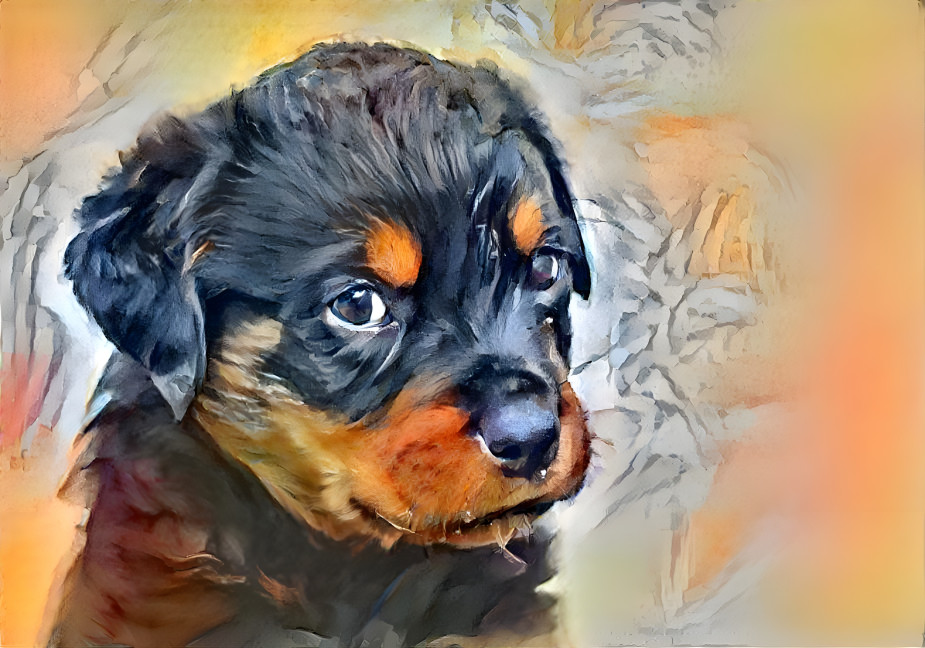 Rottweiler Pup