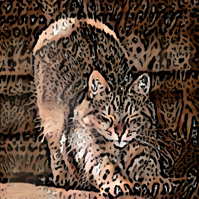 Leopard cat