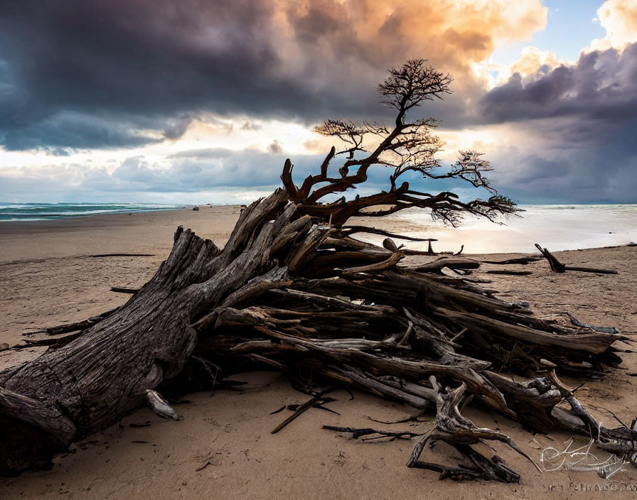 Dramatic twilight scene: fallen tree with exposed roots on sandy beach.