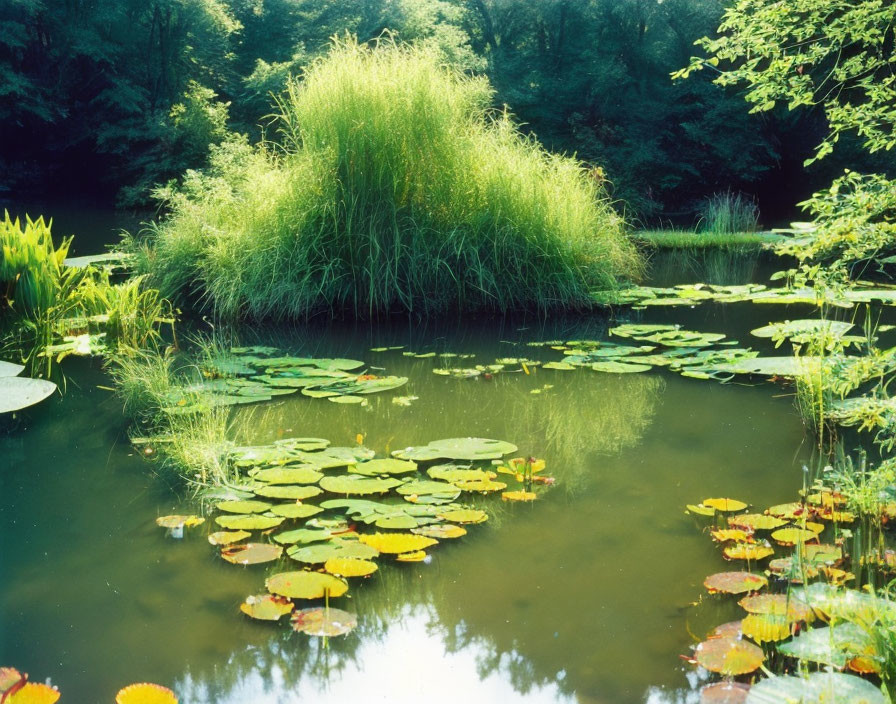 Tranquil pond with floating green lily pads and lush vegetation