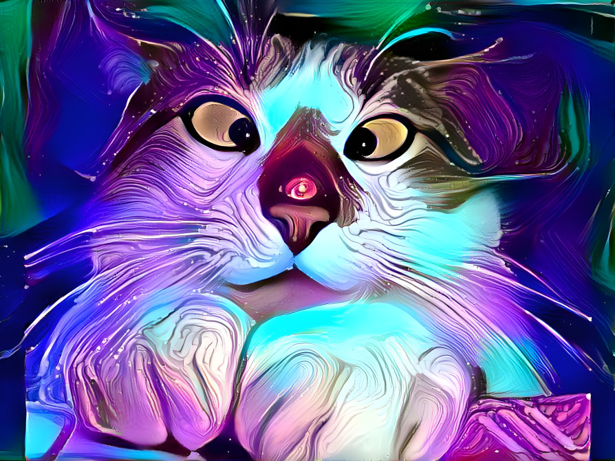 Colorful cross-eyed cat