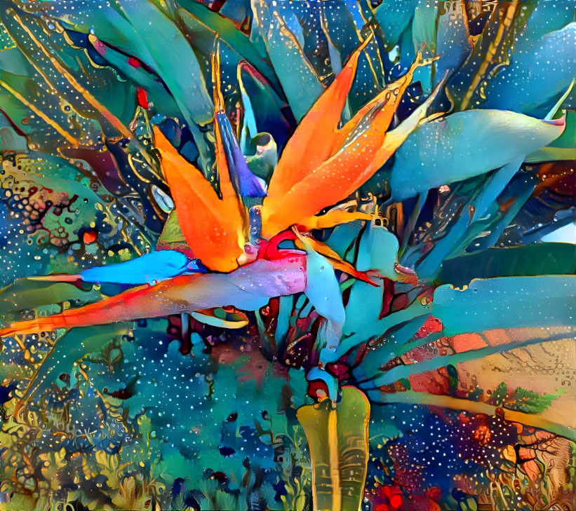 Bird of Paradise