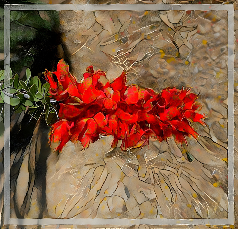 Ocotillo Flower