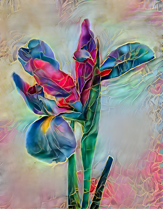 Colorful Iris