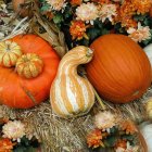 Vibrant autumn scene with pumpkins, gourds, and leaves