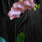 Pink and White Orchids on Dark Patterned Background