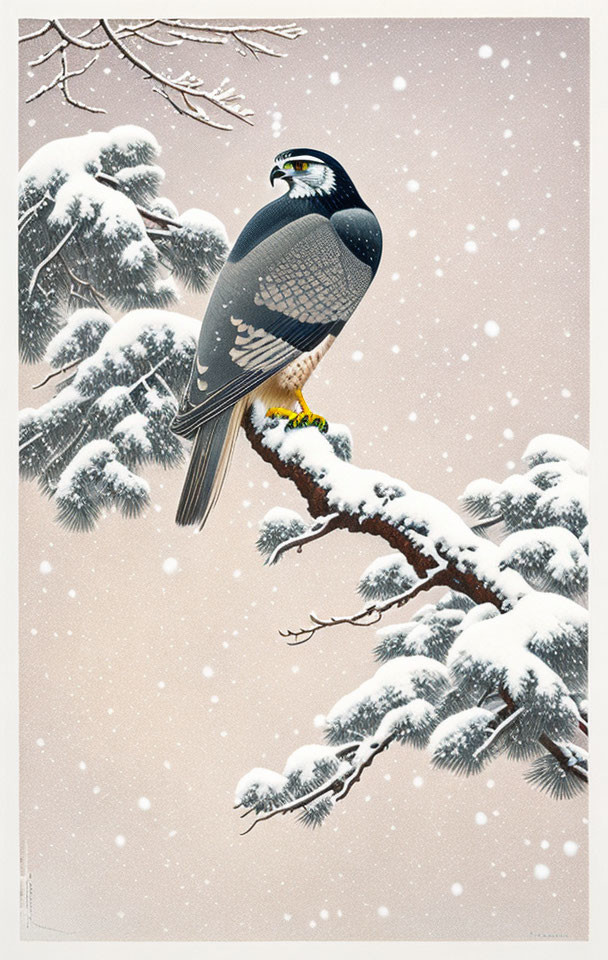 Peregrine Falcon on Snow-Covered Pine Branch