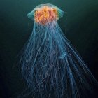 Luminous orange jellyfish with long tentacles in dark blue oceanic backdrop