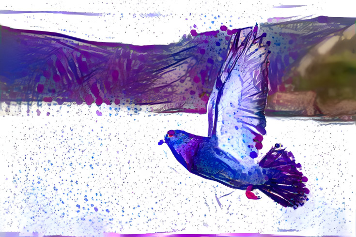 Pigeon Flying