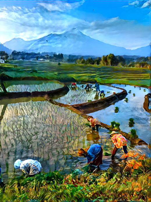 Rice Farm