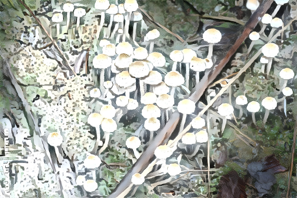 Wallpaper of mushrooms