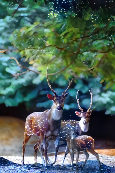 Santa's Deer Family