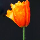 Futuristic digital art: Female figure with cybernetic enhancements and orange flowers on dark backdrop