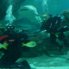 Underwater scene: Scuba diver, sharks, vibrant coral reef