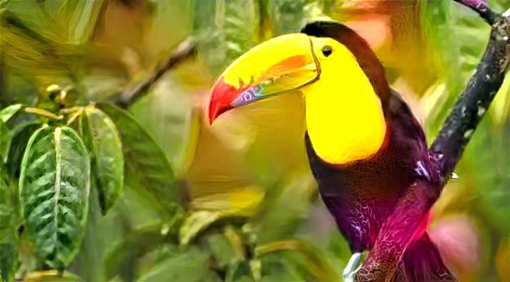 Toucan Bird