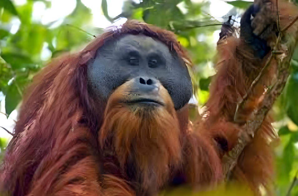 Orangutan endangered Earth Day