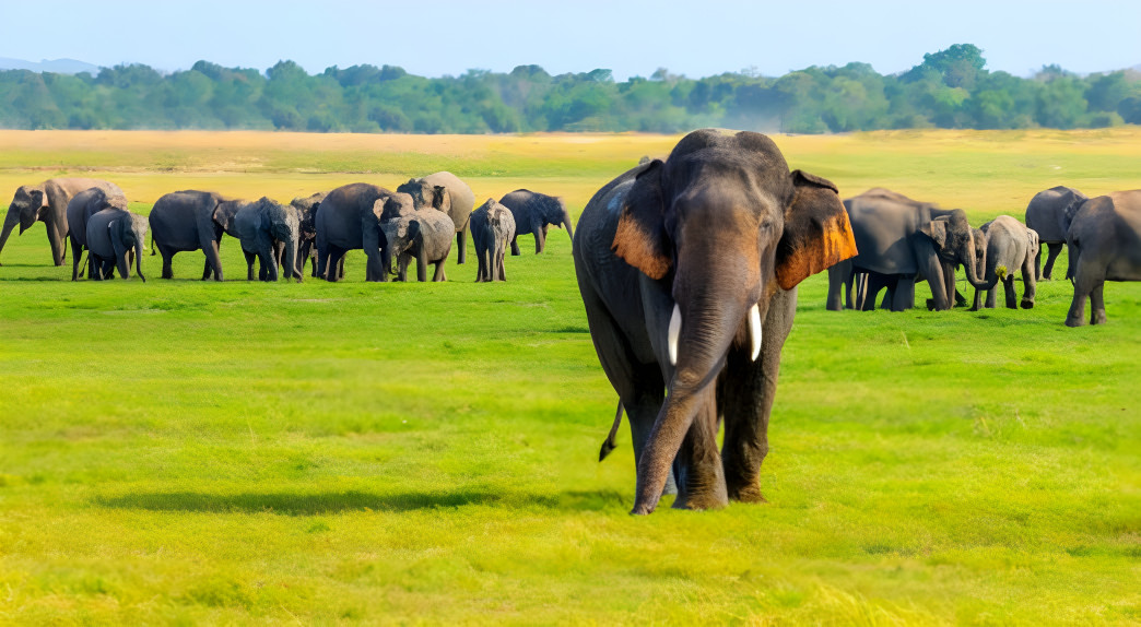 Sri Lankan Elephant endangered Earth Day