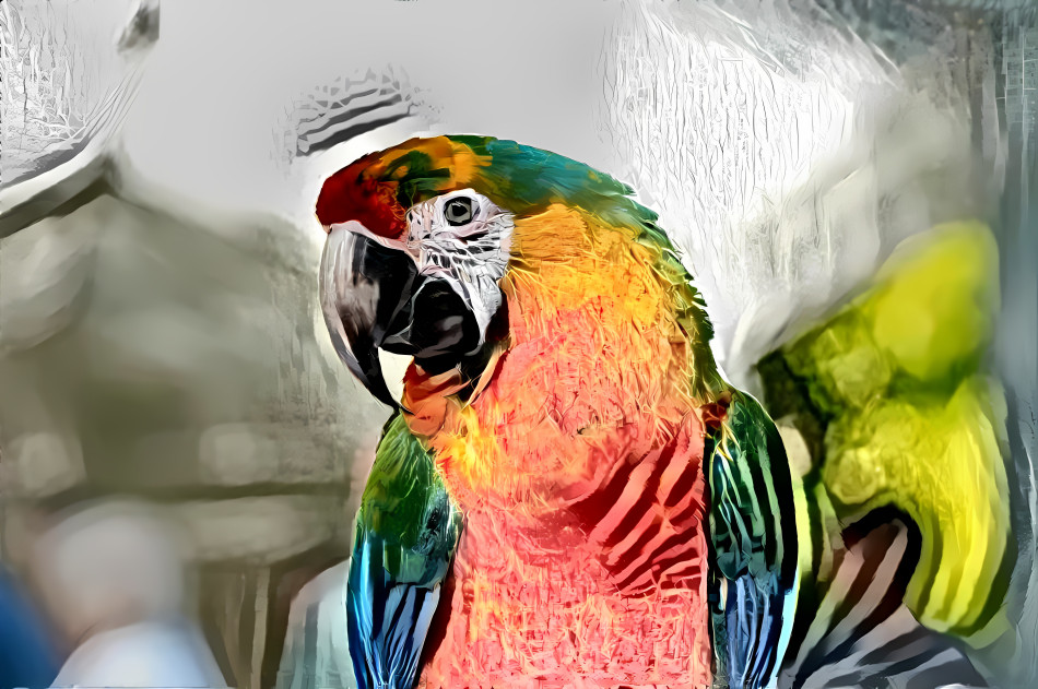 Parrot-Zebra hybrid