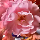 Colorful Pink and Red Floral Arrangement in White Vase on Dark Background