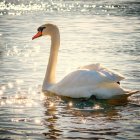 Illustration of Swan on Calm Lake with Snowy Hills and Whimsical Cottage